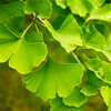 Ginkgo biloba-Extrakt - Visitec Inhaltsstoffe 